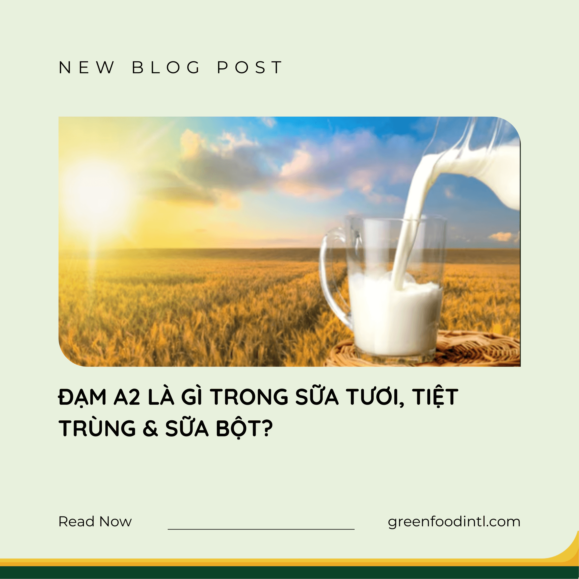 ĐẠM A2 LÀ GÌ TRONG SỮA TƯƠI, TIỆT TRÙNG & SỮA BỘT?