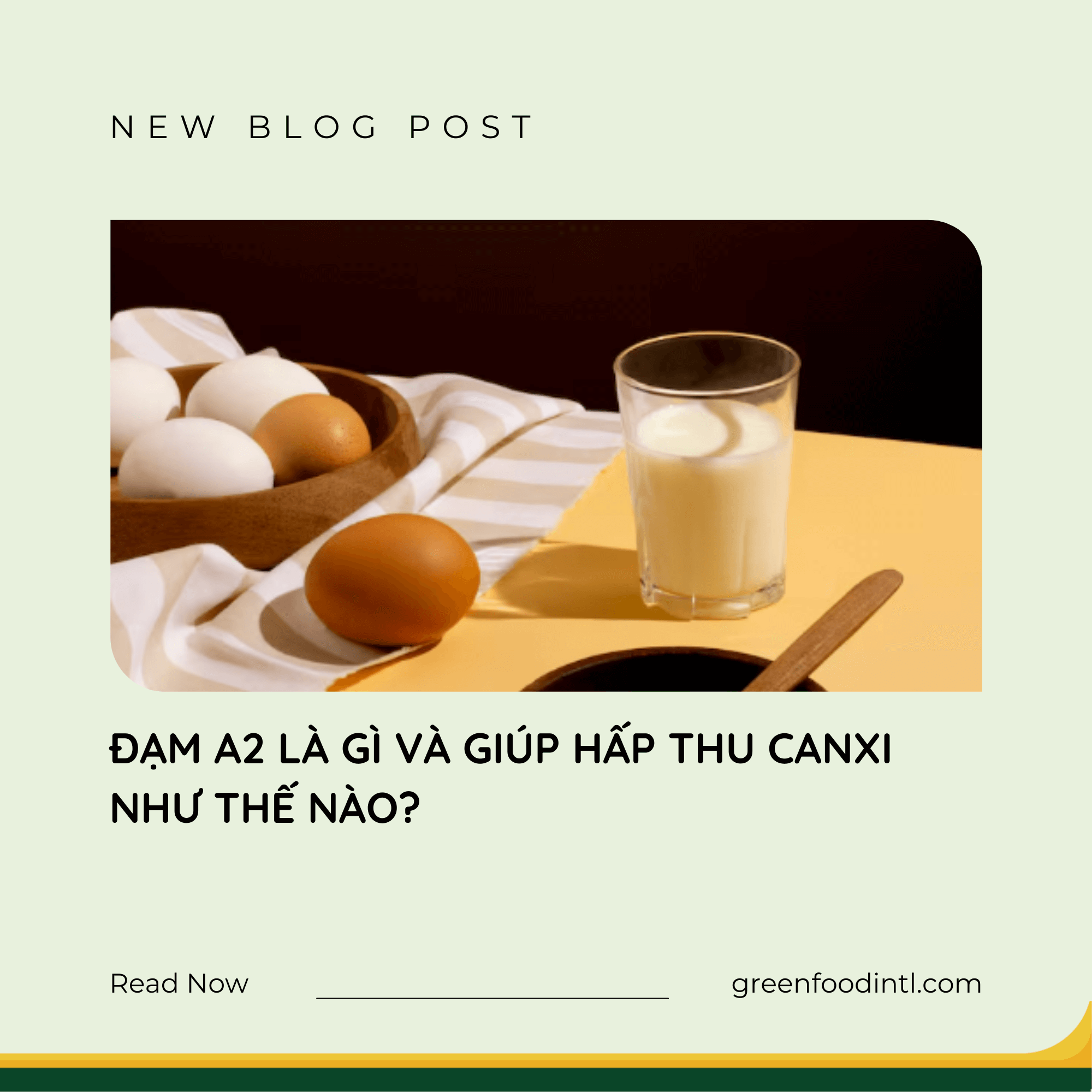 ĐẠM A2 LÀ GÌ VÀ GIÚP HẤP THU CANXI NHƯ THẾ NÀO?
