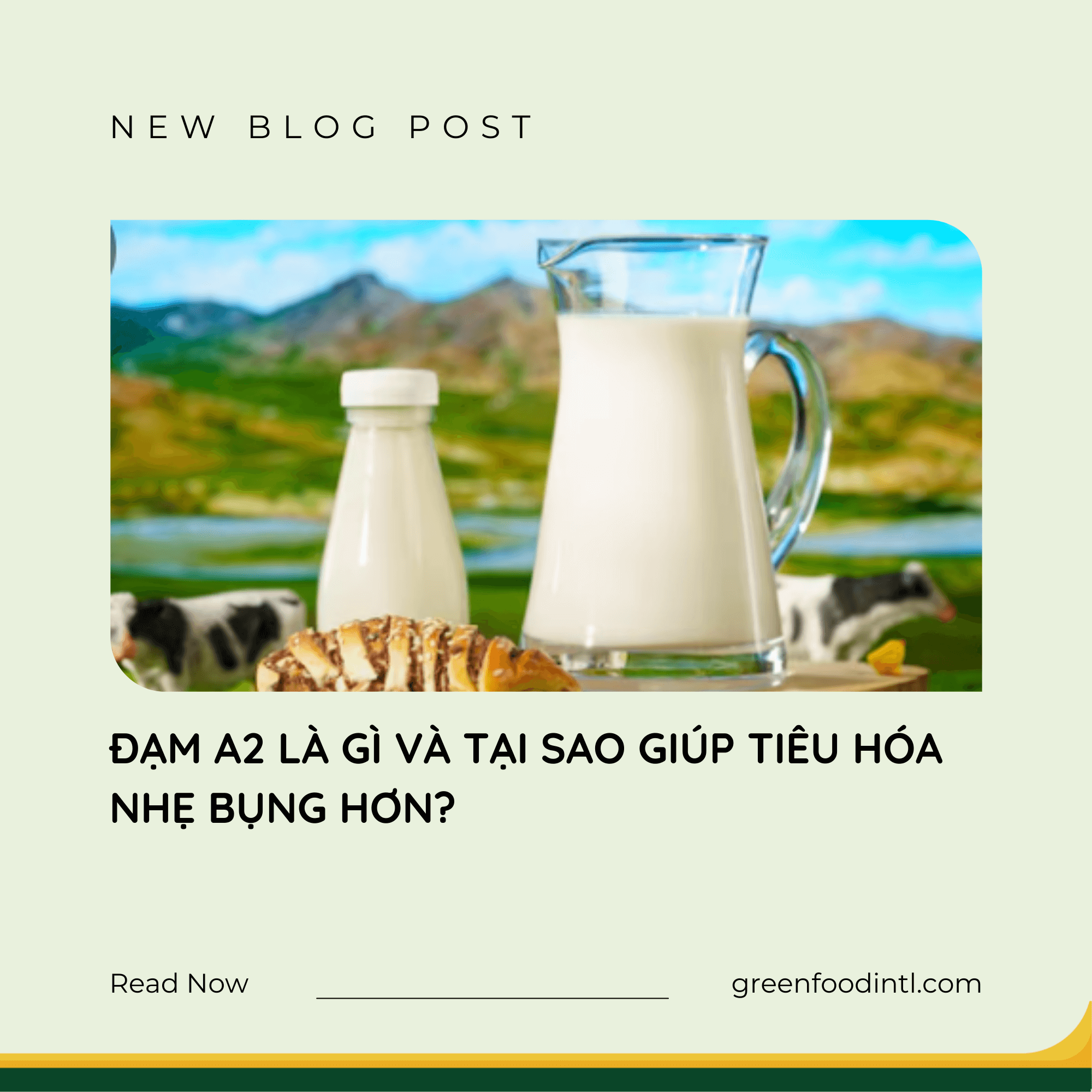 ĐẠM A2 LÀ GÌ VÀ TẠI SAO GIÚP TIÊU HÓA NHẸ BỤNG HƠN?