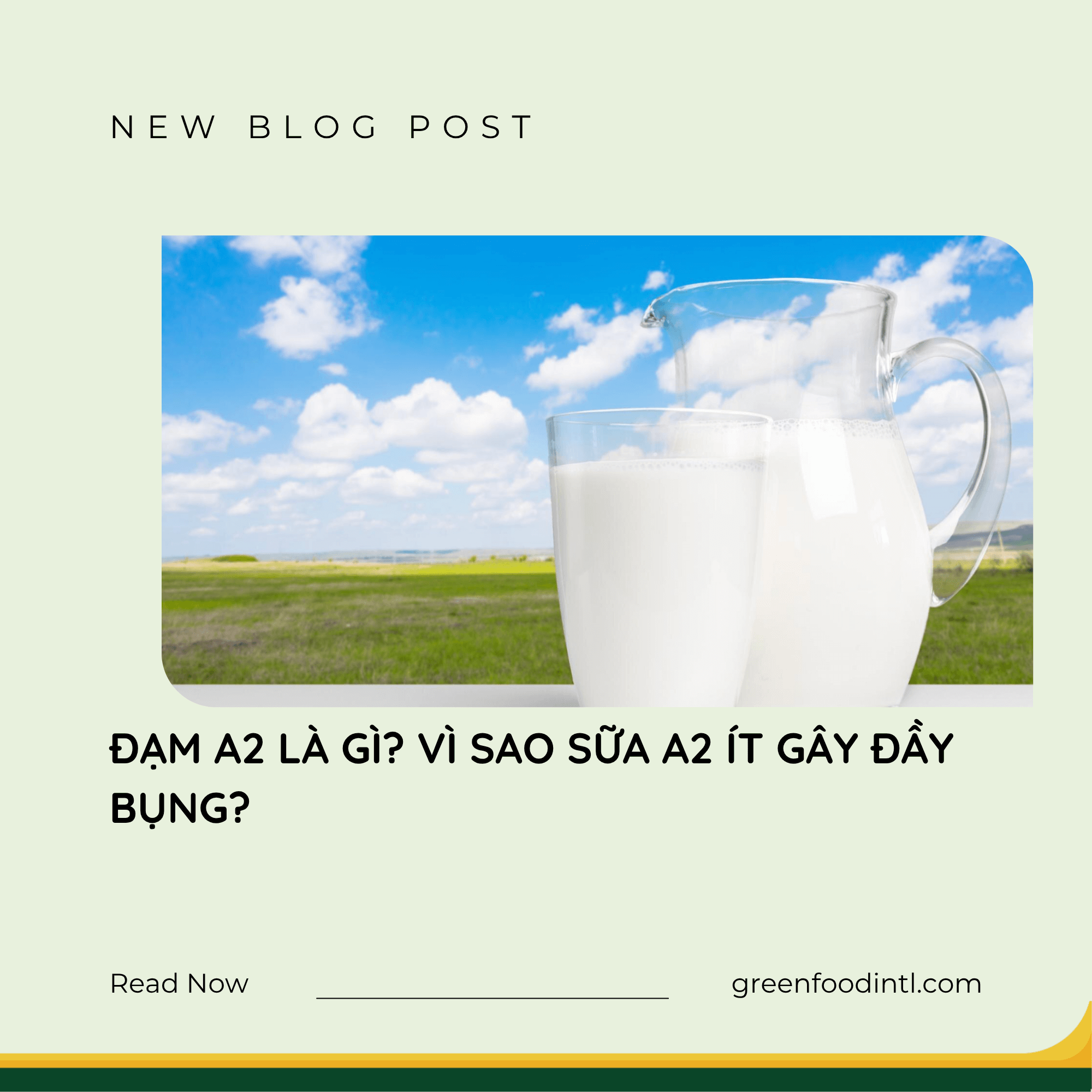 ĐẠM A2 LÀ GÌ? VÌ SAO SỮA A2 ÍT GÂY ĐẦY BỤNG?