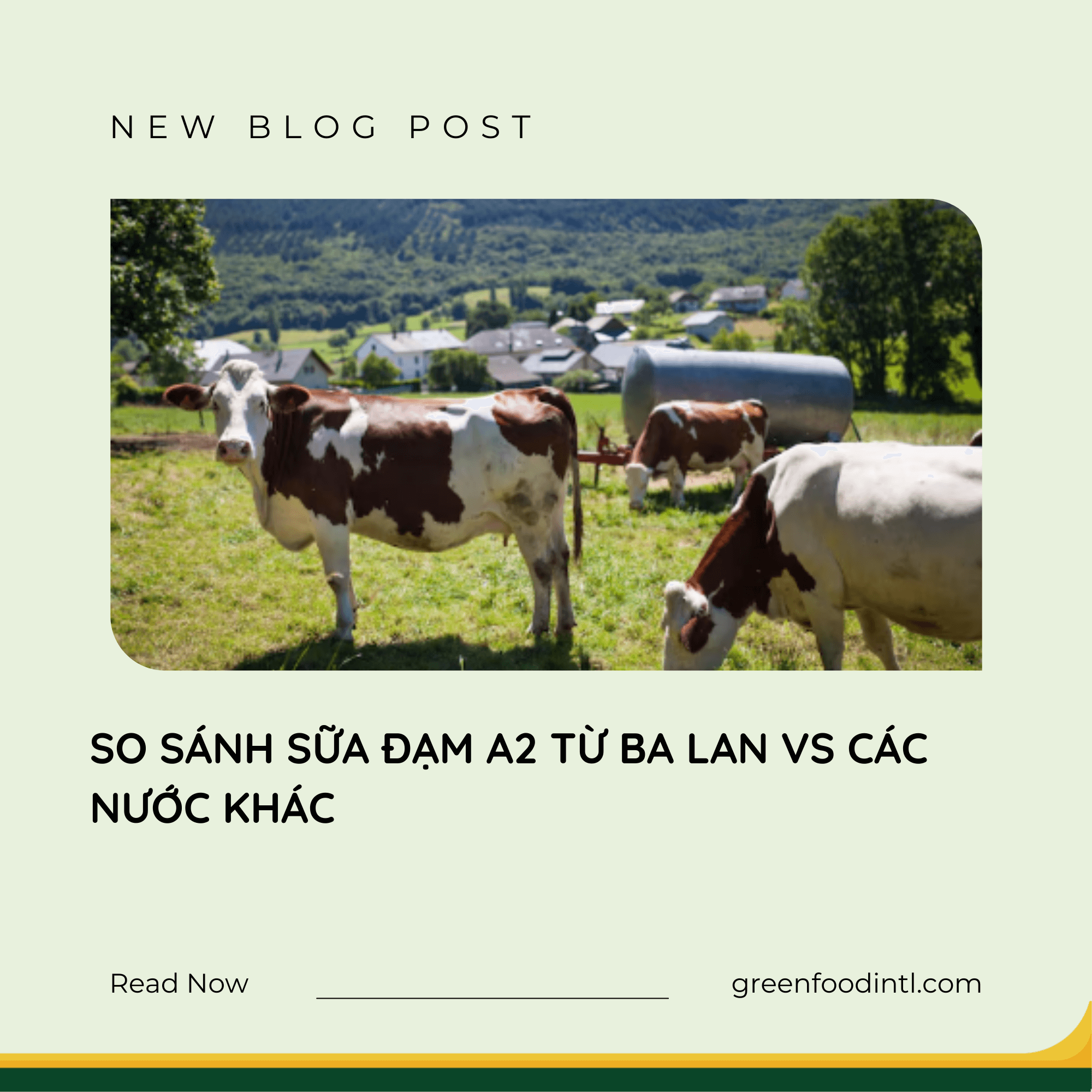 SO SÁNH SỮA ĐẠM A2 TỪ BA LAN VS CÁC NƯỚC KHÁC