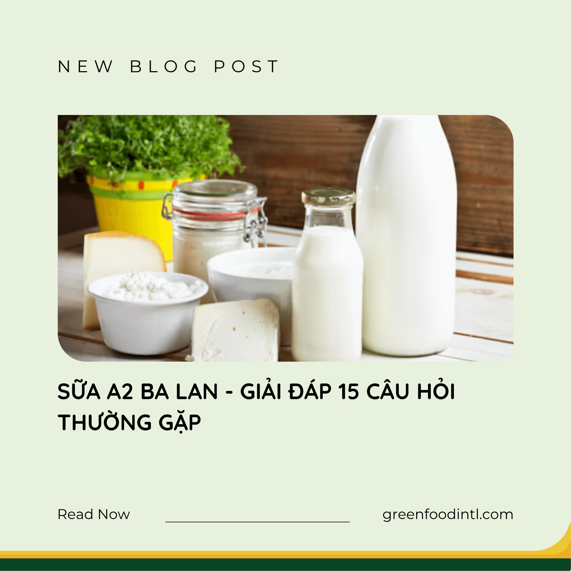 SỮA A2 BA LAN - GIẢI ĐÁP 15 CÂU HỎI THƯỜNG GẶP