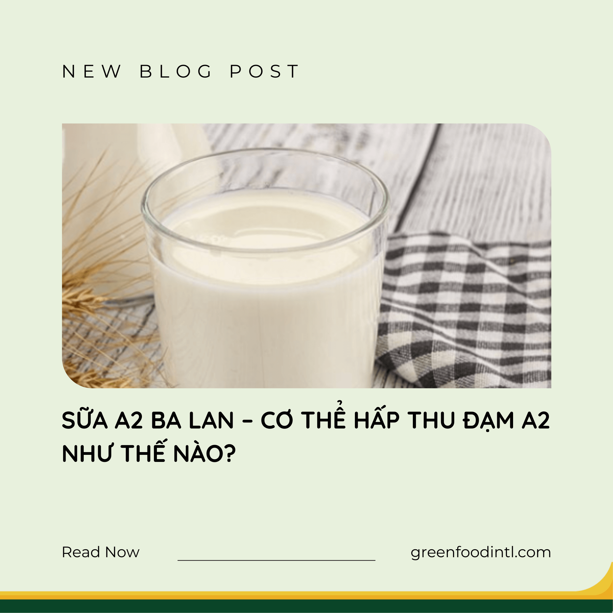 SỮA A2 BA LAN – CƠ THỂ HẤP THU ĐẠM A2 NHƯ THẾ NÀO?