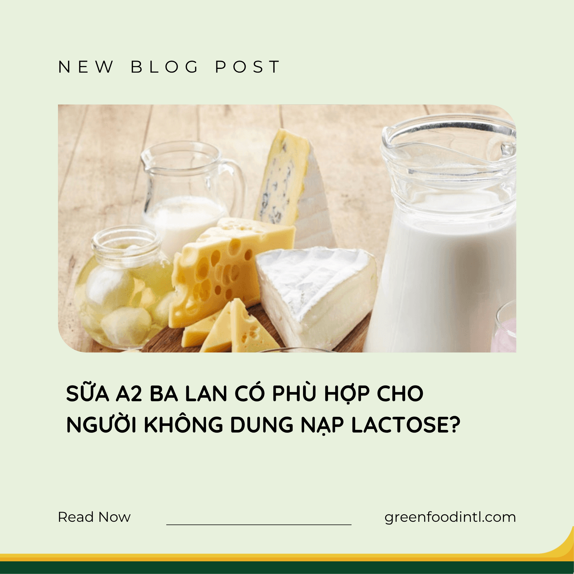 SỮA A2 BA LAN CÓ PHÙ HỢP CHO NGƯỜI KHÔNG DUNG NẠP LACTOSE?