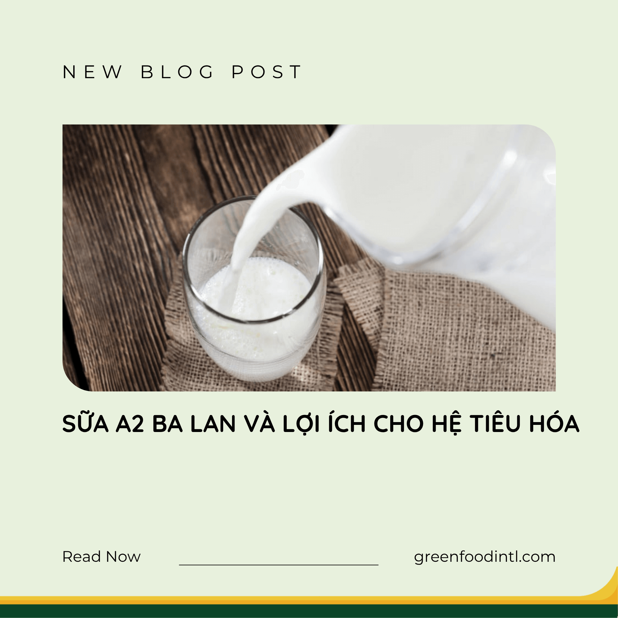SỮA A2 BA LAN VÀ LỢI ÍCH CHO HỆ TIÊU HÓA