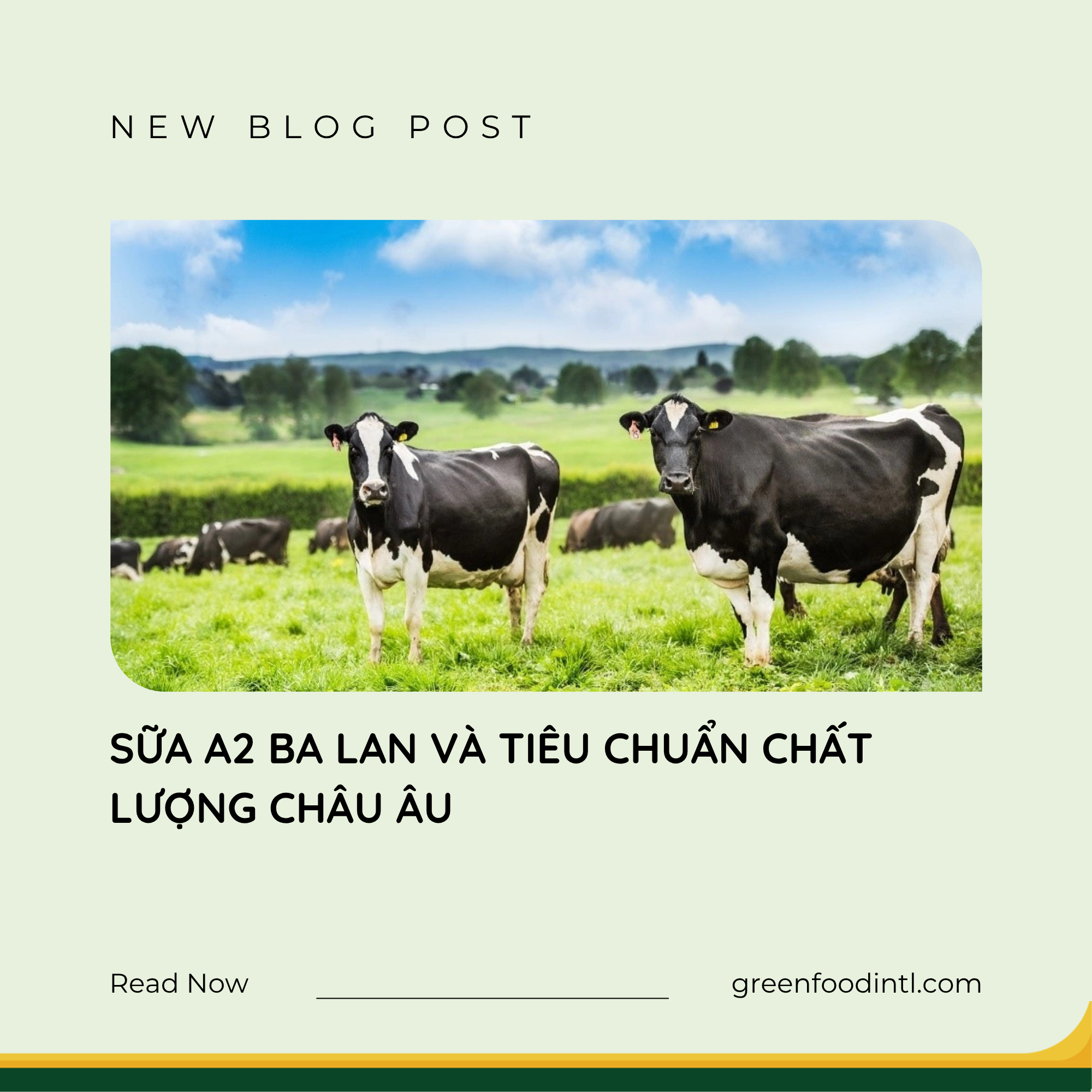 SỮA A2 BA LAN VÀ TIÊU CHUẨN CHẤT LƯỢNG CHÂU ÂU