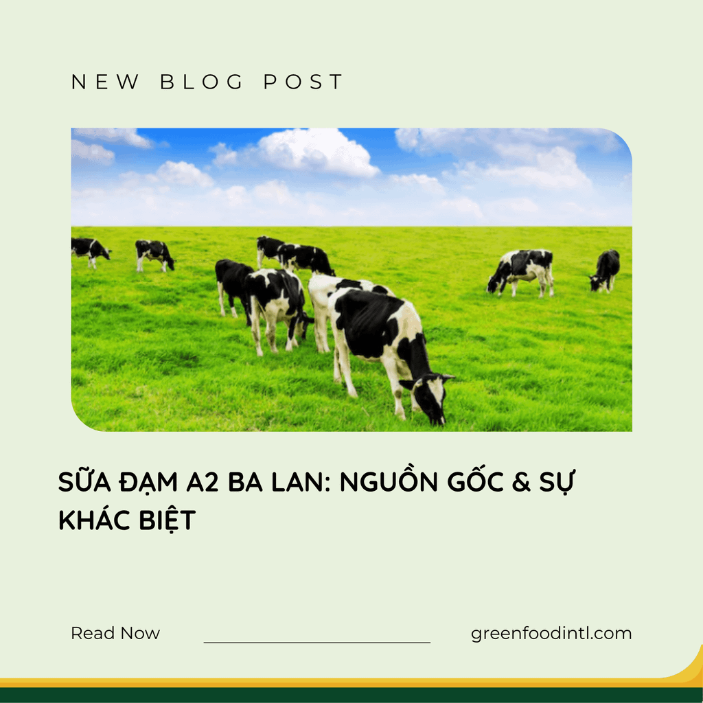 SỮA ĐẠM A2 BA LAN: NGUỒN GỐC & SỰ KHÁC BIỆT