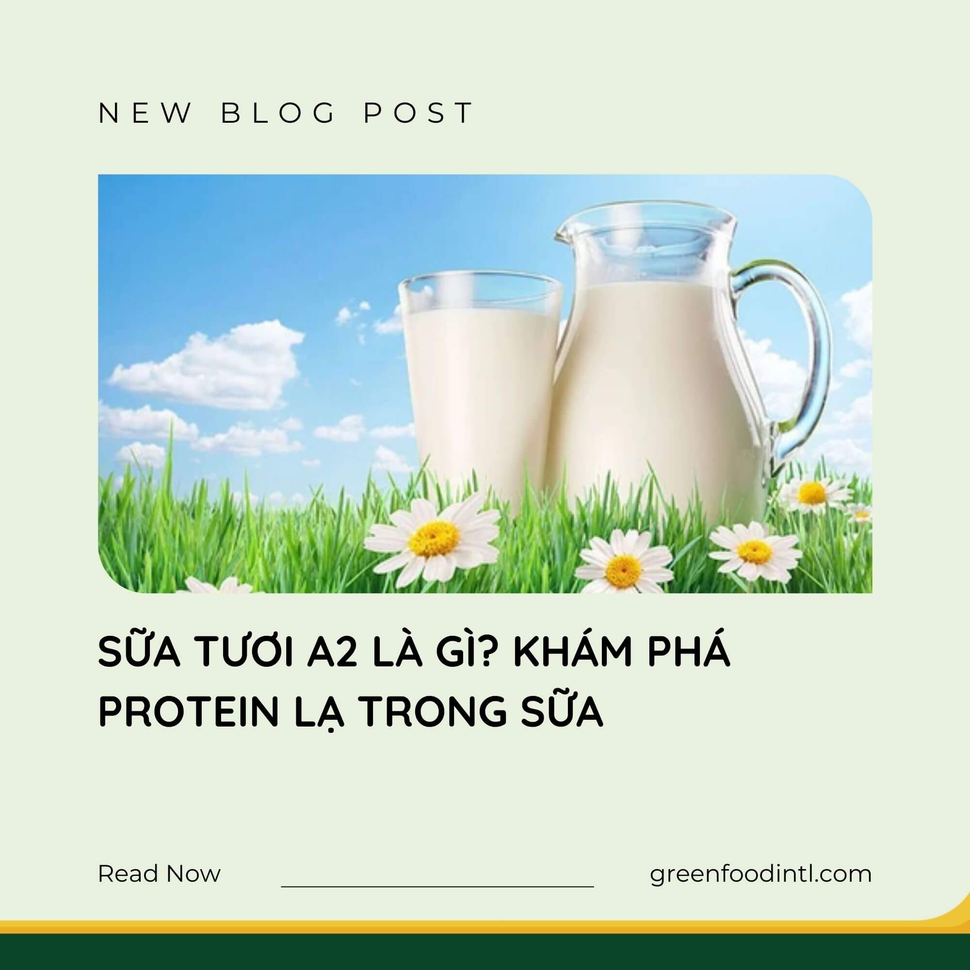SỮA TƯƠI A2 LÀ GÌ? KHÁM PHÁ PROTEIN LẠ TRONG SỮA