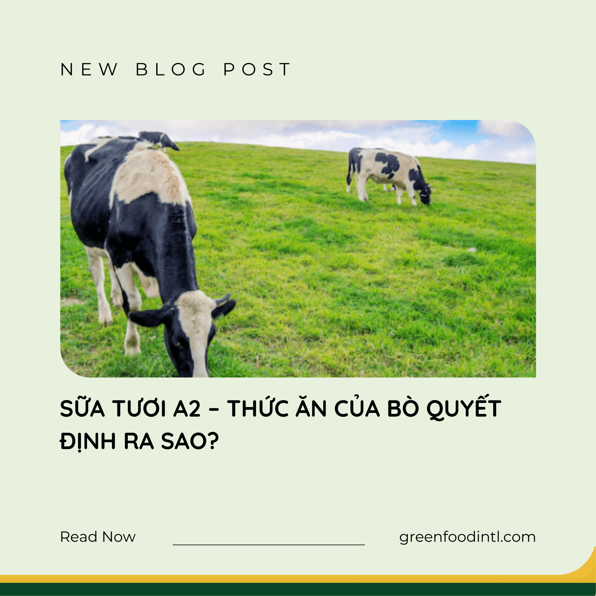 SỮA TƯƠI A2 – THỨC ĂN CỦA BÒ QUYẾT ĐỊNH RA SAO?