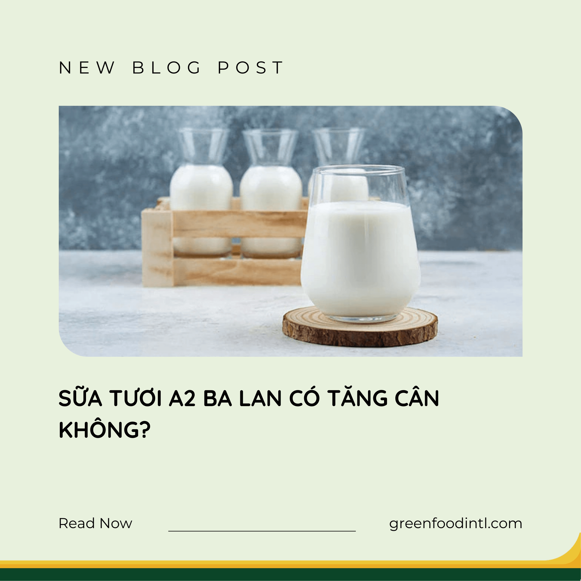 SỮA TƯƠI A2 BA LAN CÓ TĂNG CÂN KHÔNG?