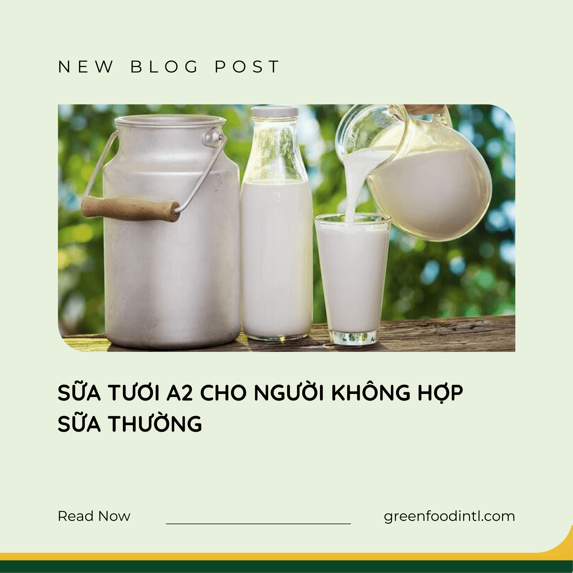 SỮA TƯƠI A2 CHO NGƯỜI KHÔNG HỢP SỮA THƯỜNG