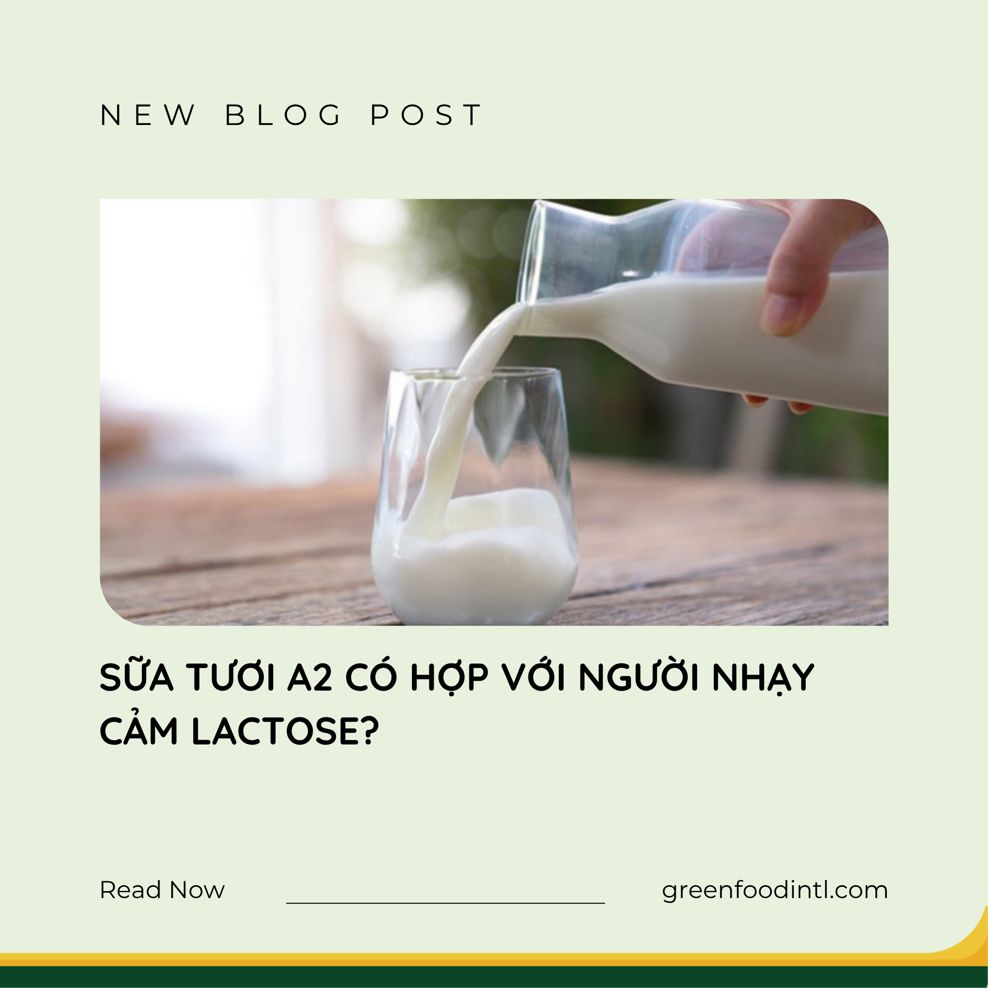 SỮA TƯƠI A2 CÓ HỢP VỚI NGƯỜI NHẠY CẢM LACTOSE?