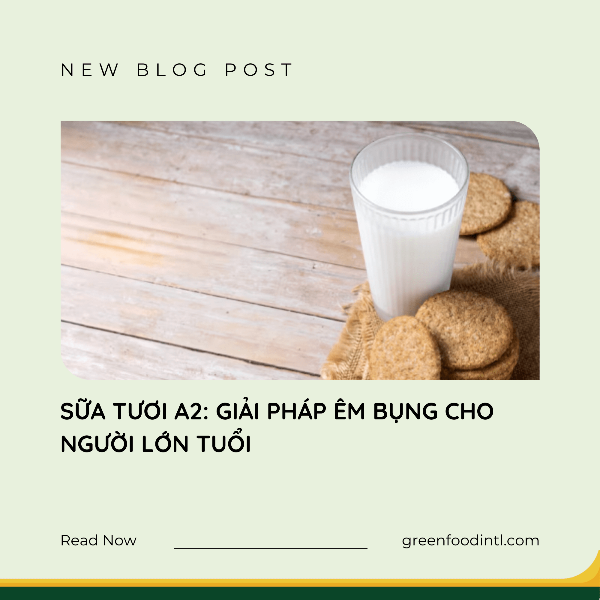SỮA TƯƠI A2: GIẢI PHÁP ÊM BỤNG CHO NGƯỜI LỚN TUỔI
