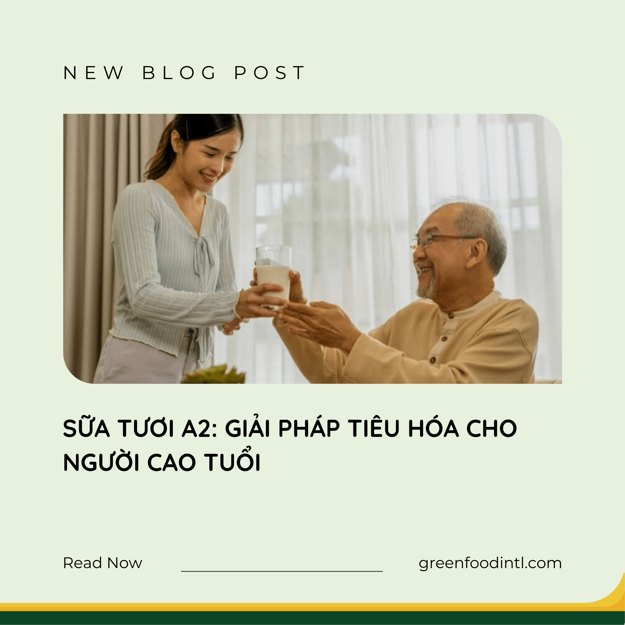SỮA TƯƠI A2: GIẢI PHÁP TIÊU HÓA CHO NGƯỜI CAO TUỔI