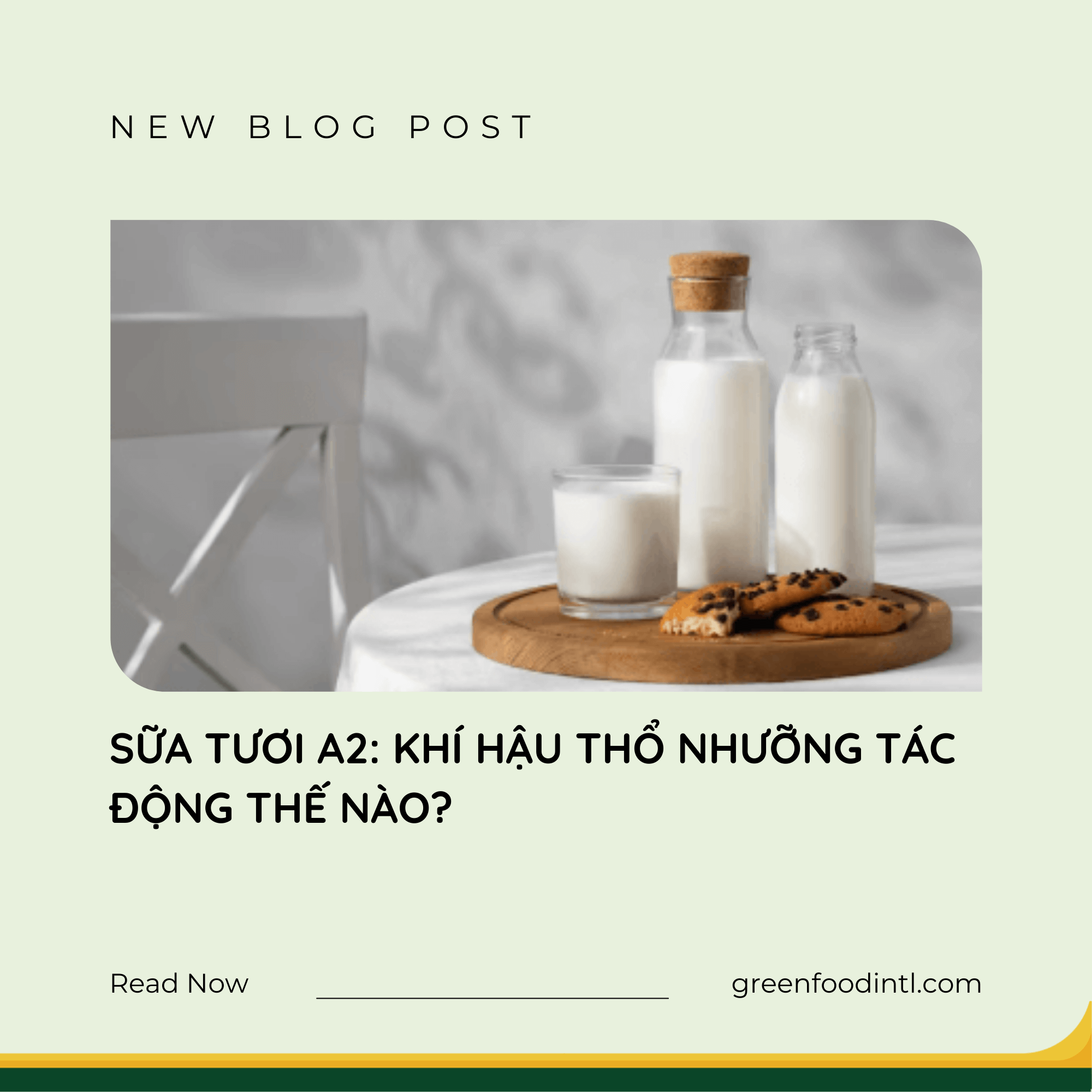 SỮA TƯƠI A2: KHÍ HẬU THỔ NHƯỠNG TÁC ĐỘNG THẾ NÀO?