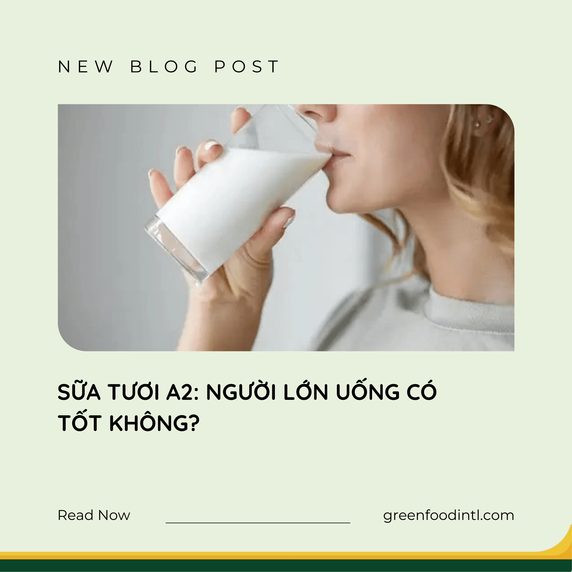SỮA TƯƠI A2: NGƯỜI LỚN UỐNG CÓ TỐT KHÔNG?
