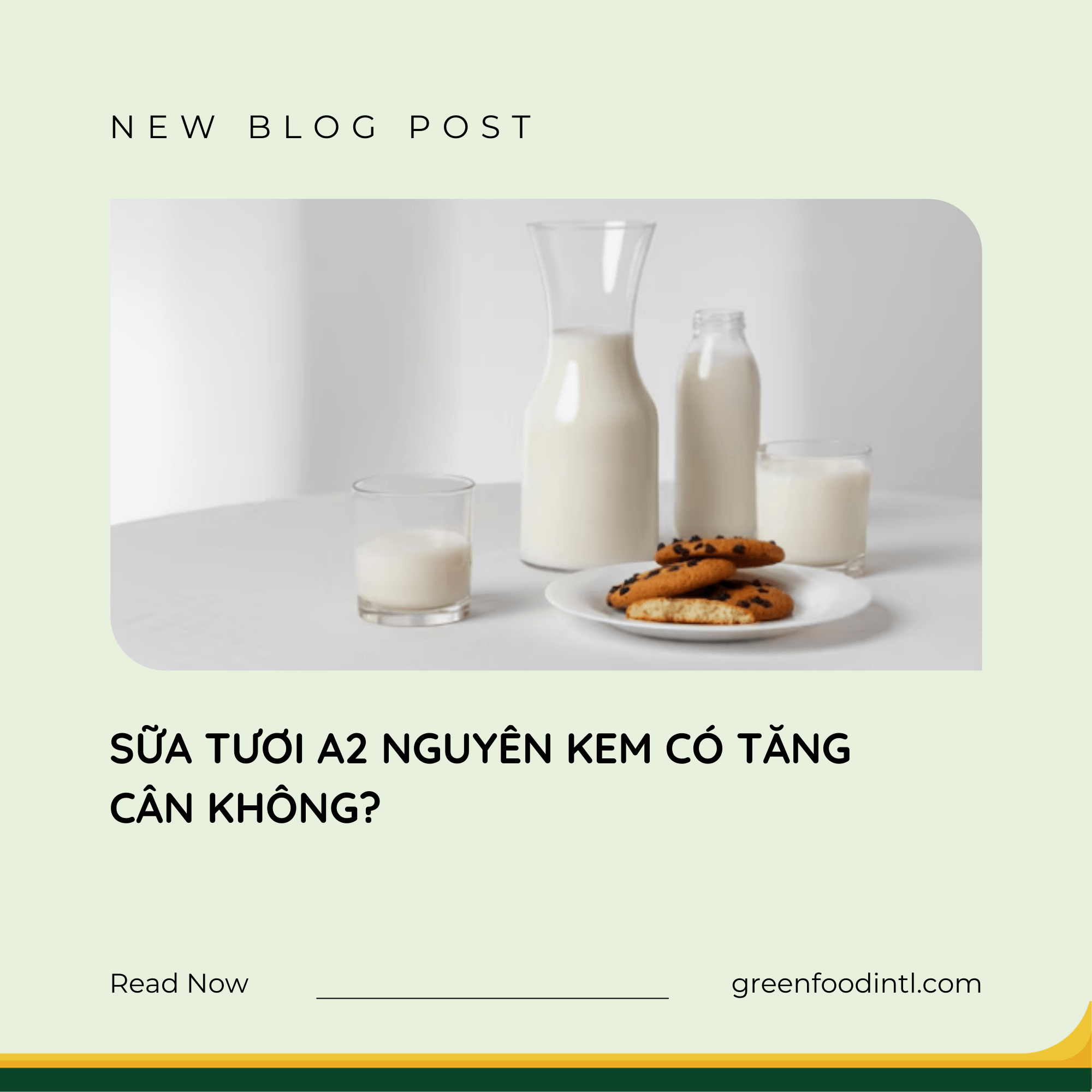 SỮA TƯƠI A2 NGUYÊN KEM CÓ TĂNG CÂN KHÔNG?