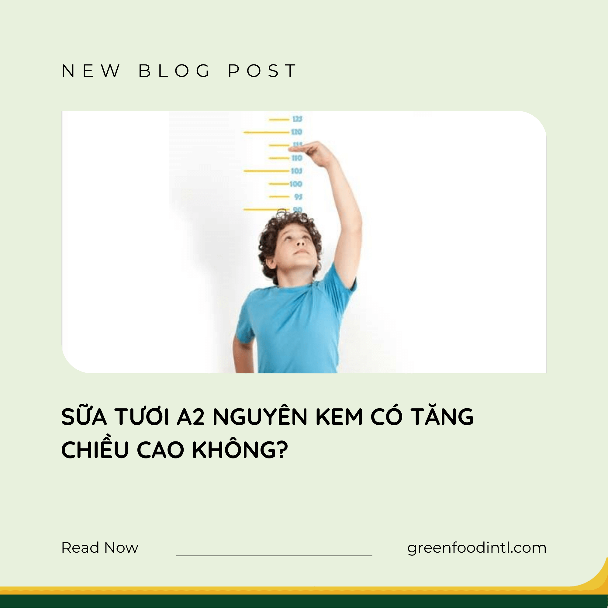 SỮA TƯƠI A2 NGUYÊN KEM CÓ TĂNG CHIỀU CAO KHÔNG?