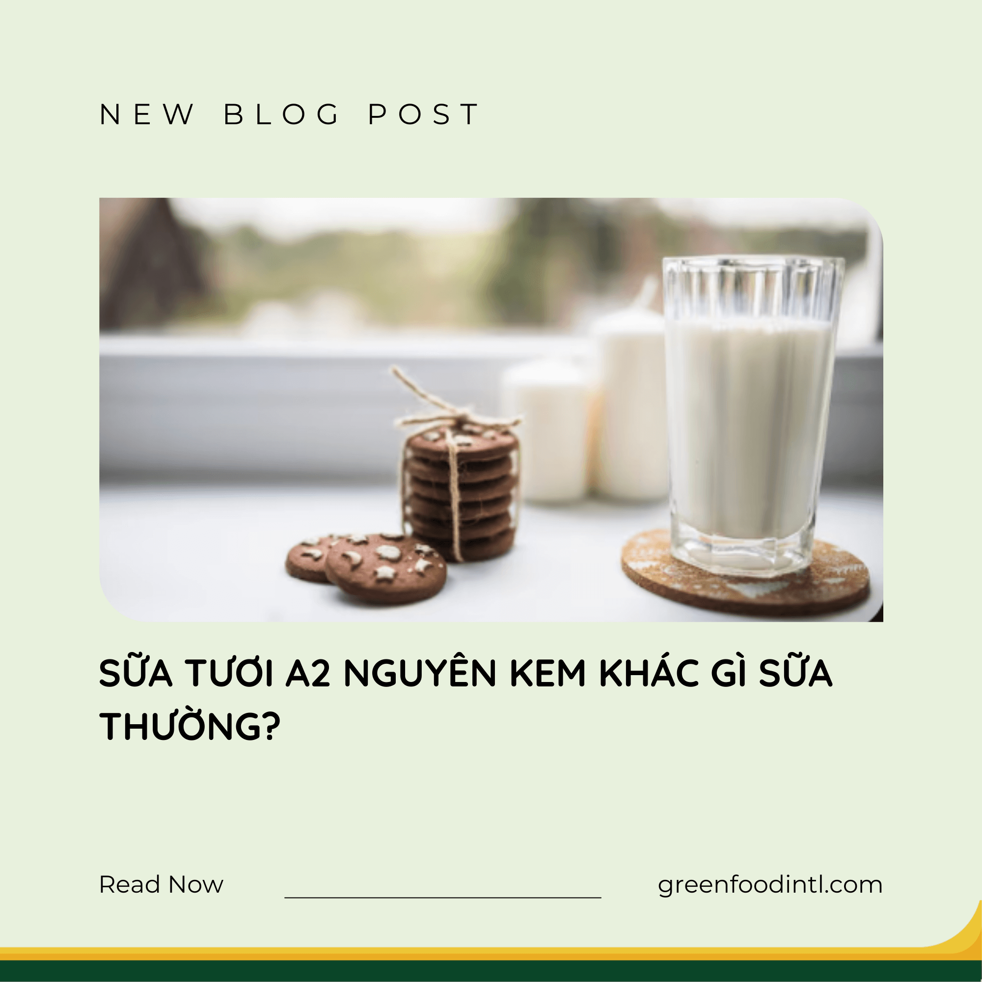 SỮA TƯƠI A2 NGUYÊN KEM KHÁC GÌ SỮA THƯỜNG?