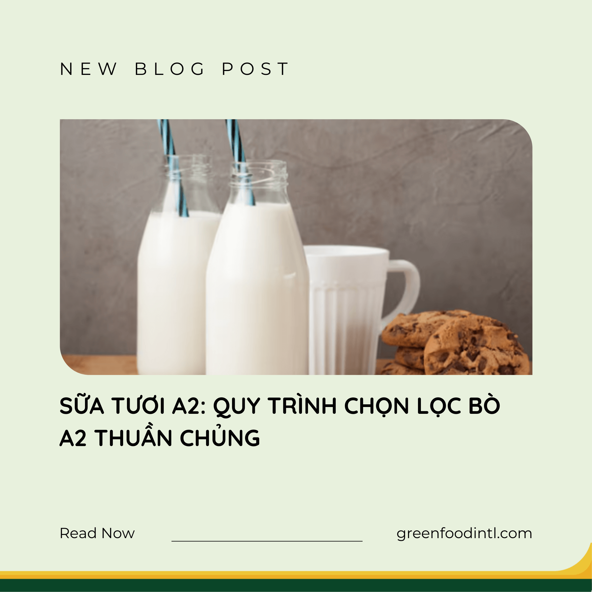 SỮA TƯƠI A2: QUY TRÌNH CHỌN LỌC BÒ A2 THUẦN CHỦNG