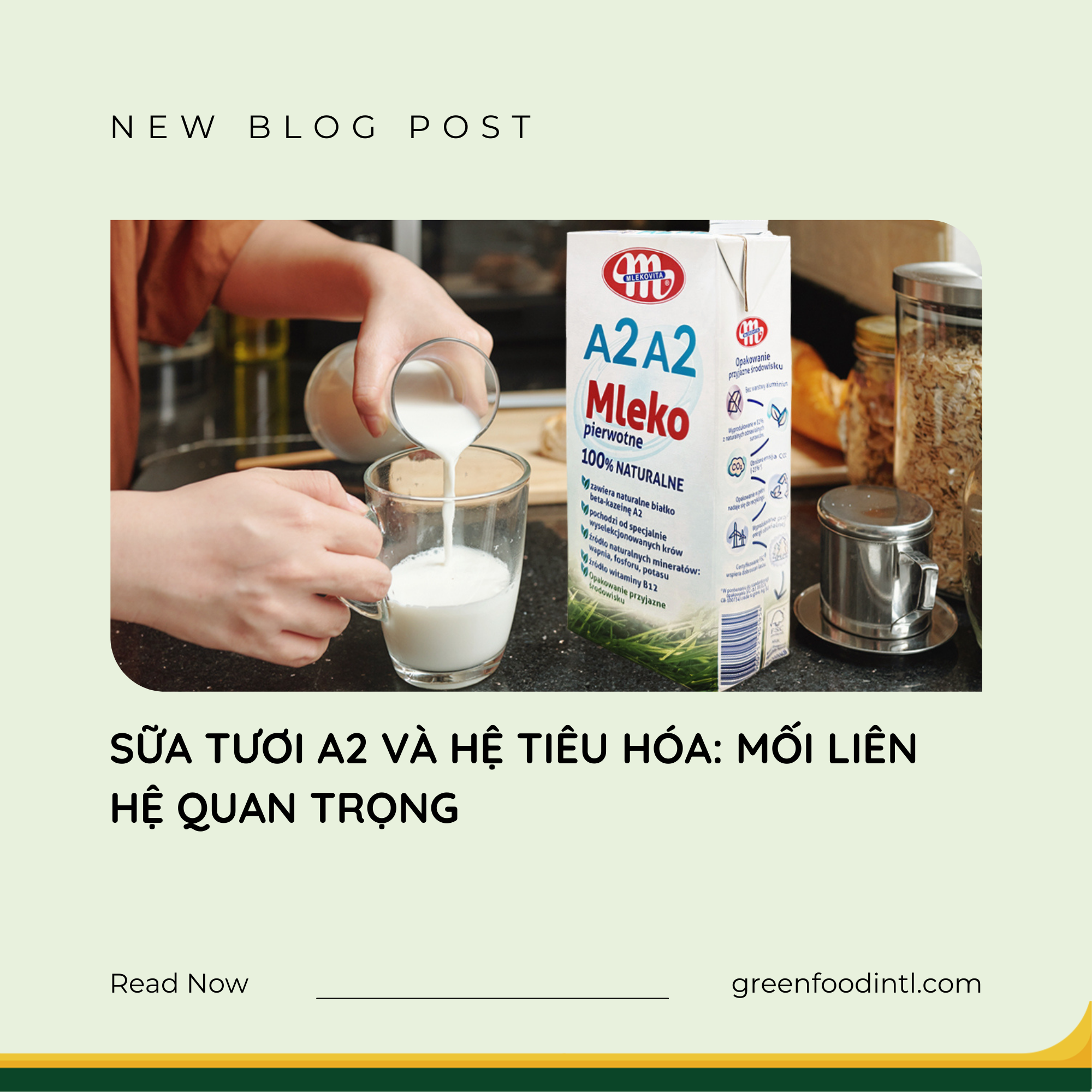 SỮA TƯƠI A2 VÀ HỆ TIÊU HÓA: MỐI LIÊN HỆ QUAN TRỌNG