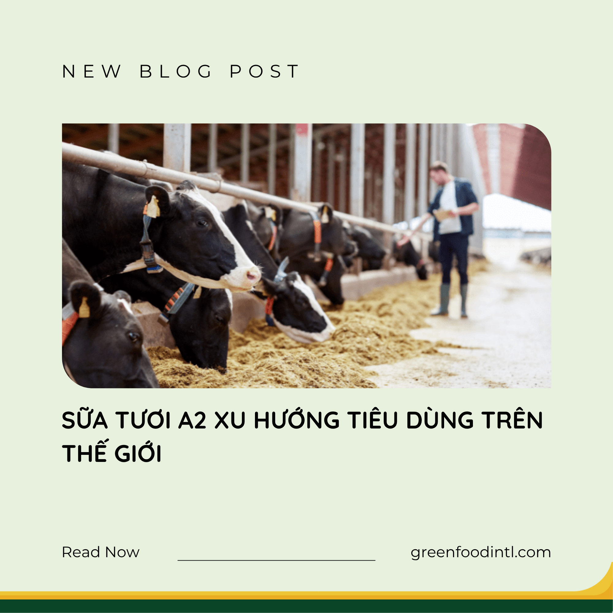 SỮA TƯƠI A2 XU HƯỚNG TIÊU DÙNG TRÊN THẾ GIỚI