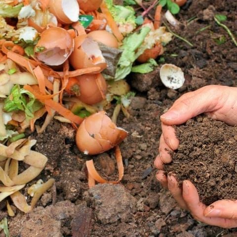 Cách Ủ Rác Nhà Bếp Làm Phân Bón Hữu Cơ Tại Nhà, Không Cần Tốn Tiền Mua Phân