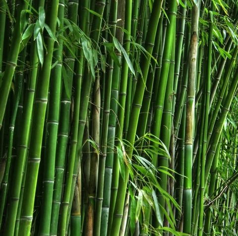 Quy Trình Sản Xuất Giấy Từ Vật Liệu Tre/Bamboo: Tính Bền Vững