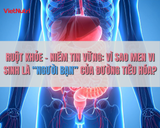 RUỘT KHỎE – NIỀM TIN VỮNG: VÌ SAO MEN VI SINH LÀ “NGƯỜI BẠN” CỦA ĐƯỜNG TIÊU HÓA?