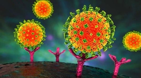 Cảnh giác với Virus Nipah: Hướng dẫn phòng ngừa và bảo vệ bản thân