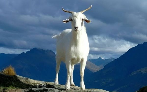 Chọn Tuổi Xông Đất 2026 Cho Gia Chủ Tuổi Mùi: Đón Khí Tiết Mới, Tài Lộc Như Ý