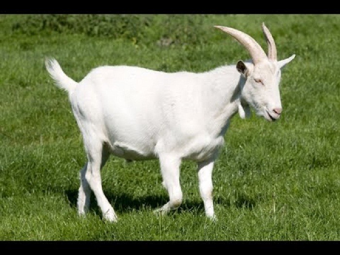 Tử Vi Tuổi Mùi Năm 2026: Lục Hợp Cát Tường – Thời Điểm Vàng Để Viên Mãn