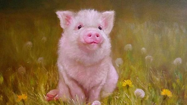 Chọn Tuổi Xông Đất 2026 Cho Gia Chủ Tuổi Hợi: Rước Tài Lộc, Vạn Sự Như Ý