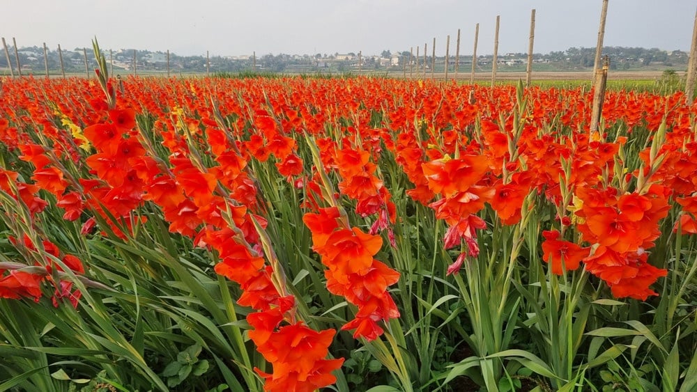 Bí Quyết Cắm Hoa Dơn (Lay Ơn) Tươi Lâu Suốt Tết Bính Ngọ 2026