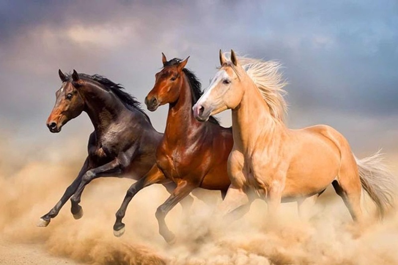 Chọn Tuổi Xông Đất 2026 Cho Gia chủ Tuổi Ngọ: Hóa Giải Thái Tuế, Rước Lộc Bình An