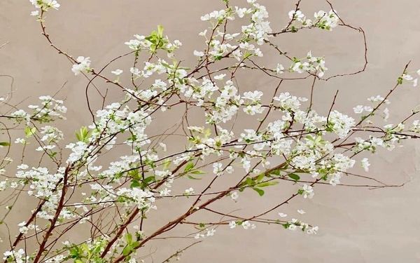 Mẹo Chọn Tuyết Mai Chơi Tết : 