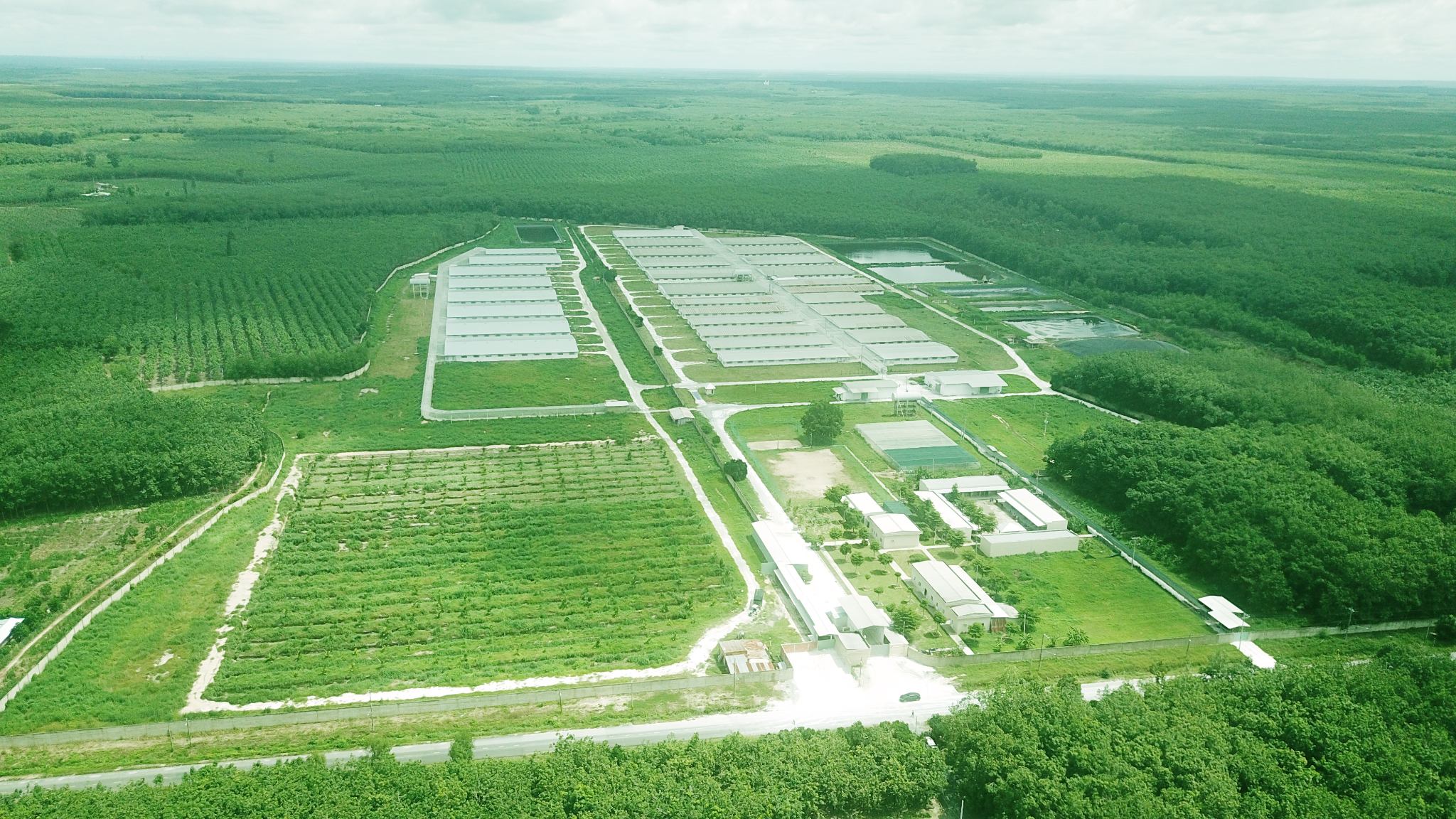 Chăn nuôi an toàn sinh học: Hướng phát triển bền vững