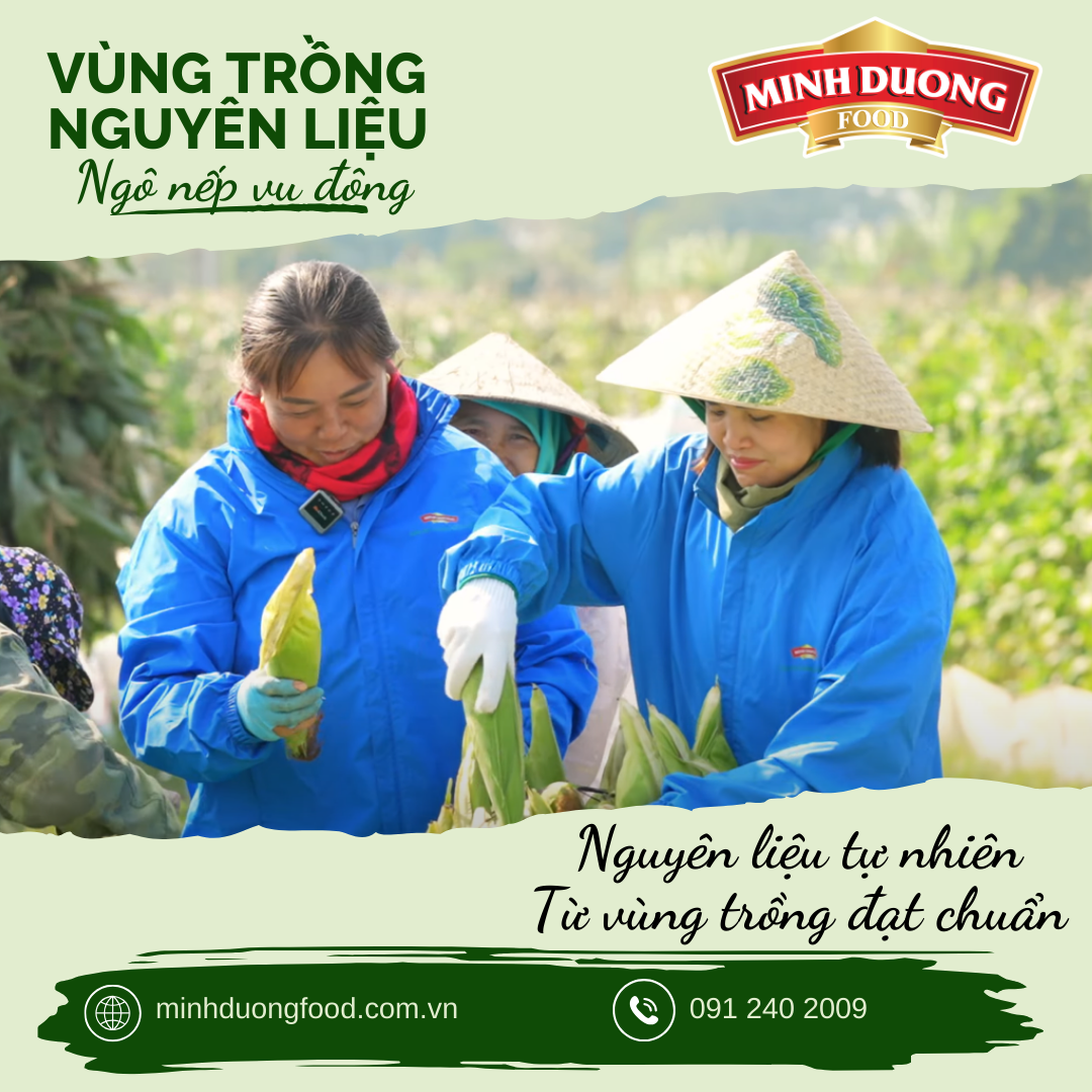 Vùng trồng nguyên liệu ngô nếp MDFOOD – Nền tảng cho sản phẩm sạch, bền vững