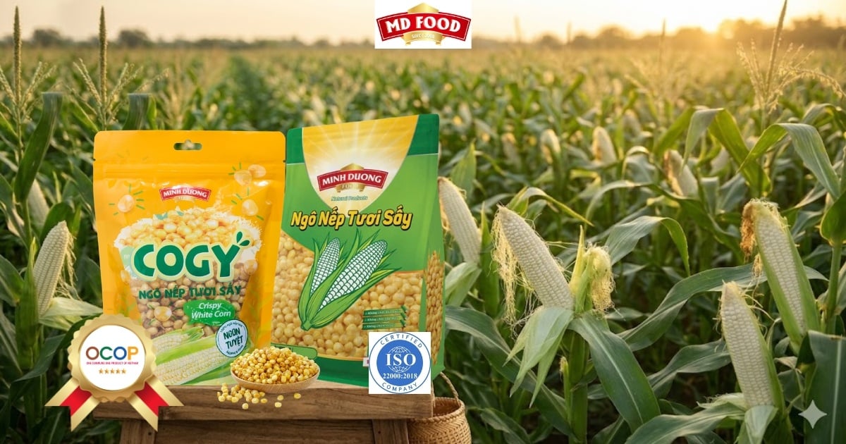 Ngô nếp tươi sấy MD Food: Hành trình đạt chuẩn OCOP 5 sao