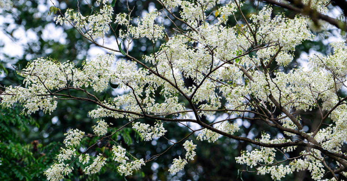 MIÊN MAN MÙA HOA SƯA TRẮNG TRỜI HÀ NỘI ĐẸP ĐẾN NAO LÒNG