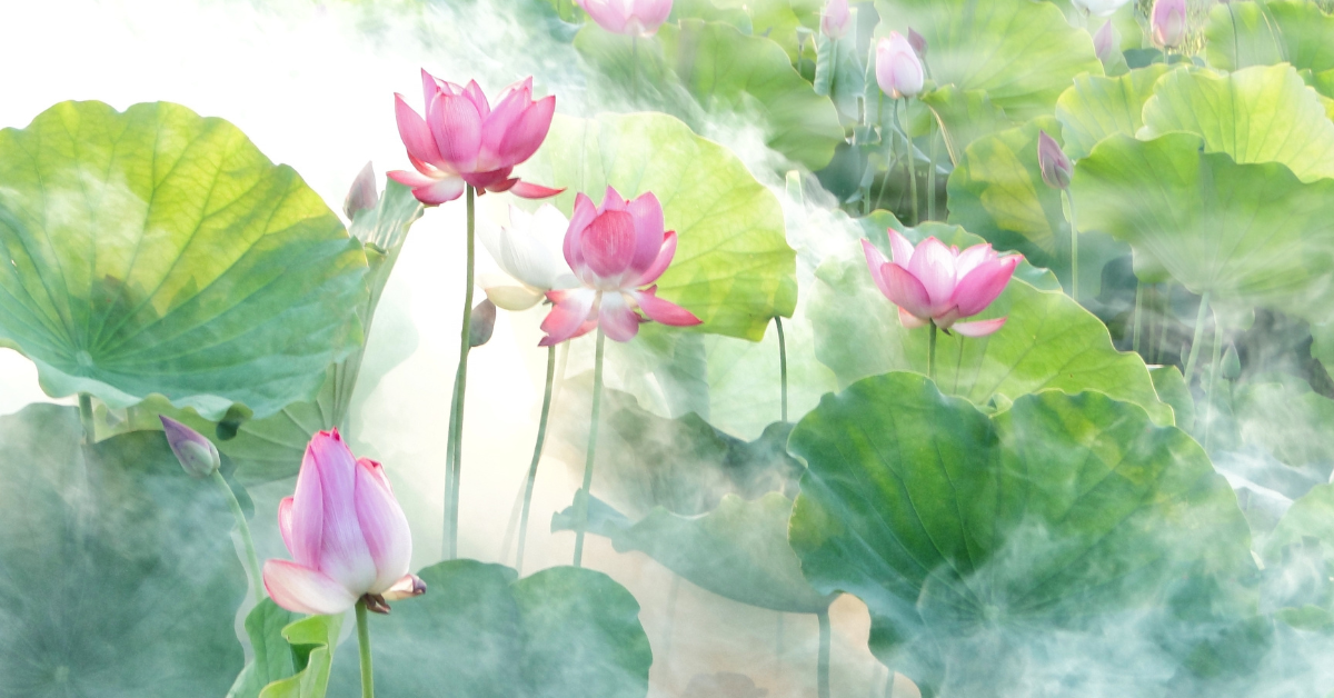Mùa hoa sen nở: Một mùi hương thoảng qua gợi nhớ cả mùa hè