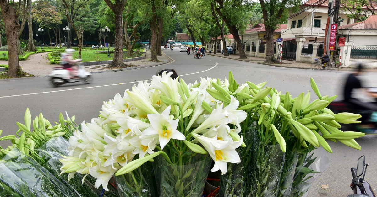 MÙA HOA LOA KÈN THÁNG TƯ: SẮC TRẮNG TINH KHÔI VÀ NỐT HƯƠNG CỦA KÝ ỨC