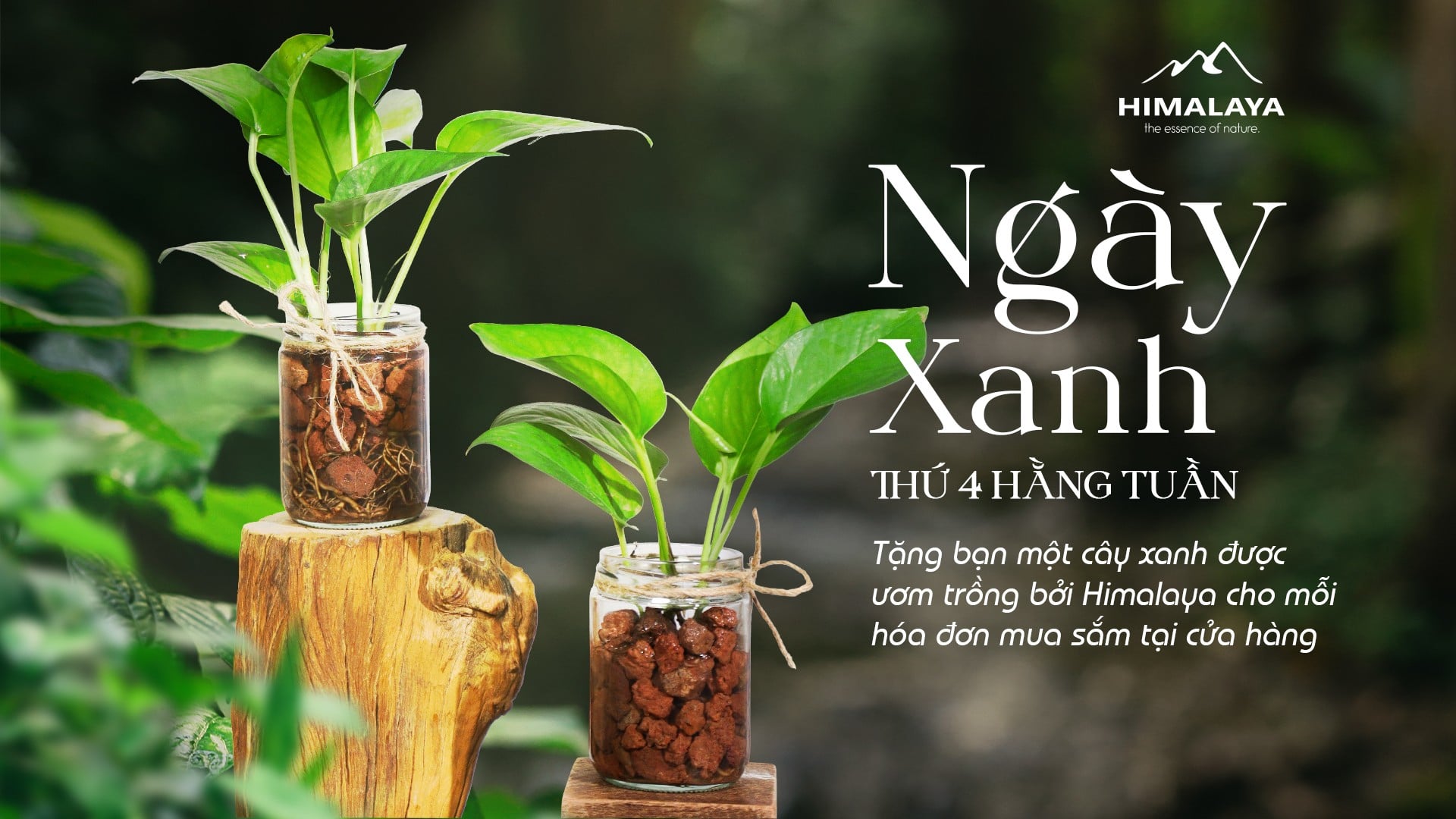 Chương trình Ngày Xanh Thứ 4 hằng tuần tại Himalaya Khi một mầm cây nhỏ trở thành cách ta lắng nghe thiên nhiên