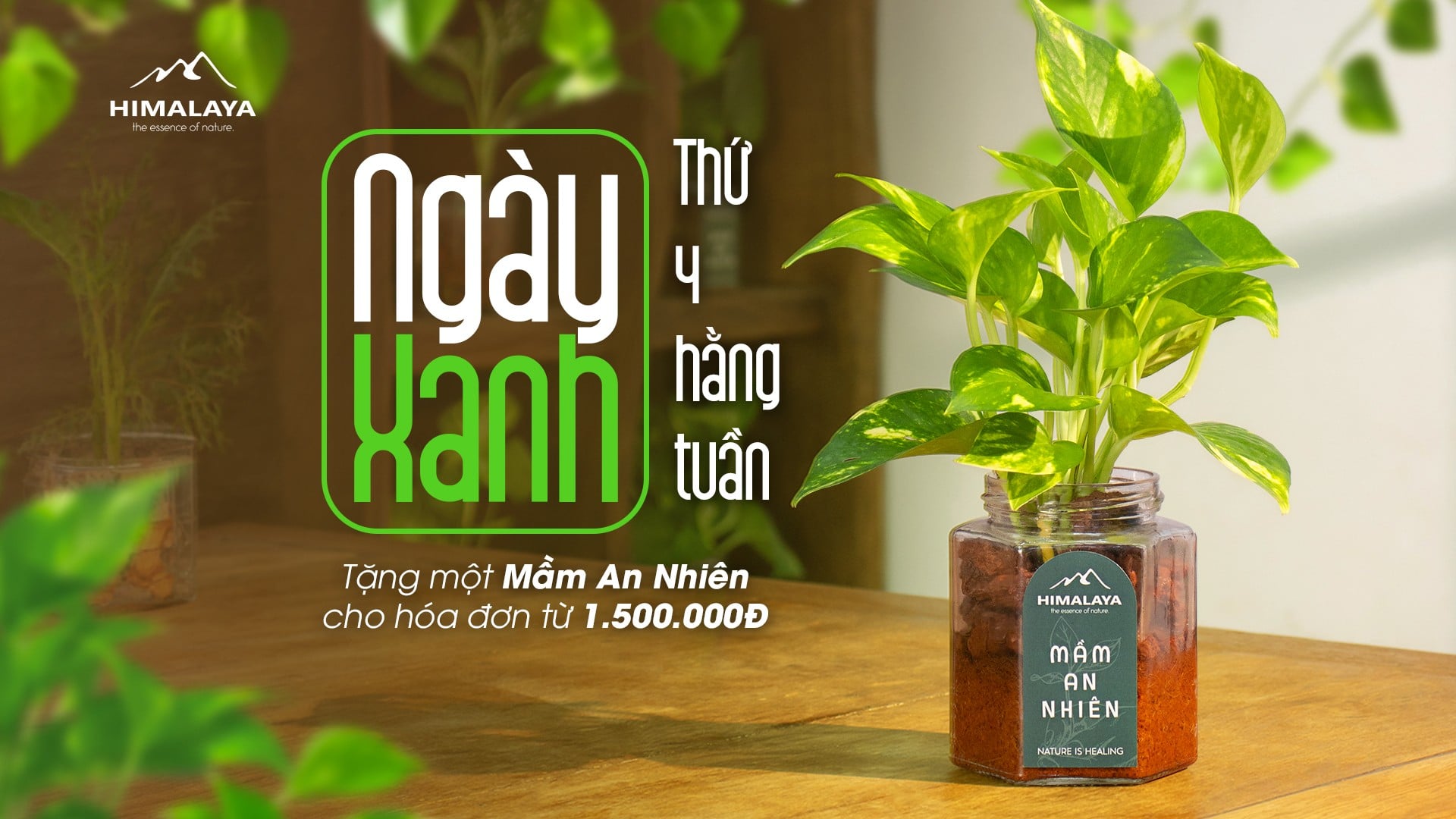 Chương trình Ngày Xanh Thứ 4 hằng tuần tại Himalaya Khi một mầm cây nhỏ trở thành cách ta lắng nghe thiên nhiên