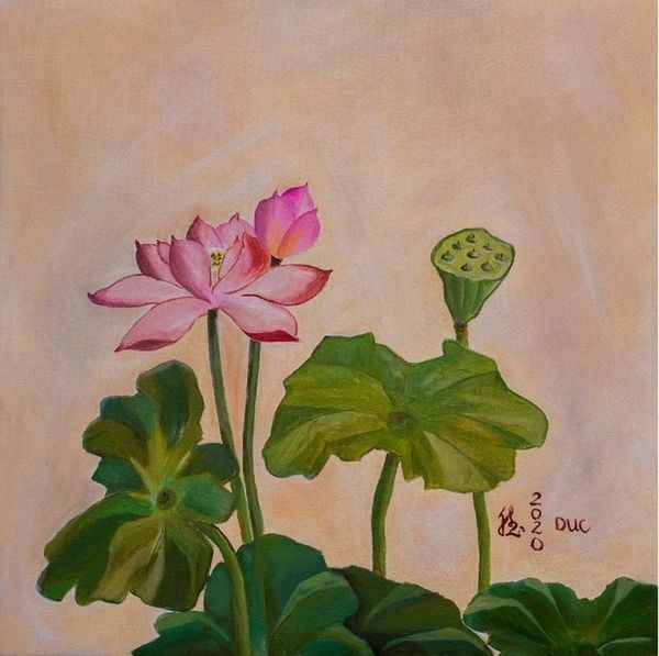 mùa sen nở