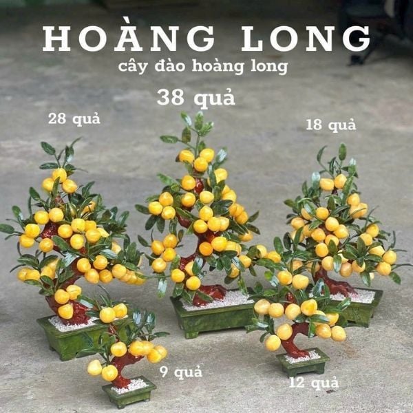 Cây Đào Ngọc Hoàng Long Trái Nhỏ