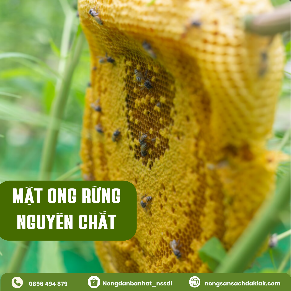 Mật Ong Rừng Nguyên Chất: Bí Quyết Phân Biệt Chuẩn Nhất