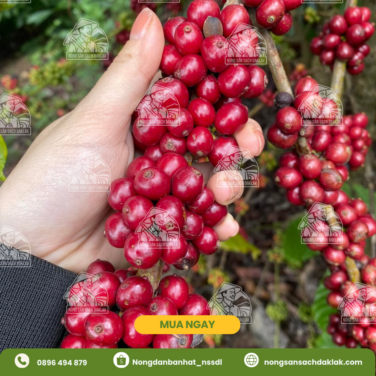 Cà Phê Ngon Việt Nam: Tinh Túy Từ Những Vùng Trồng Trứ Danh Đến Ly Phin Đậm Đà