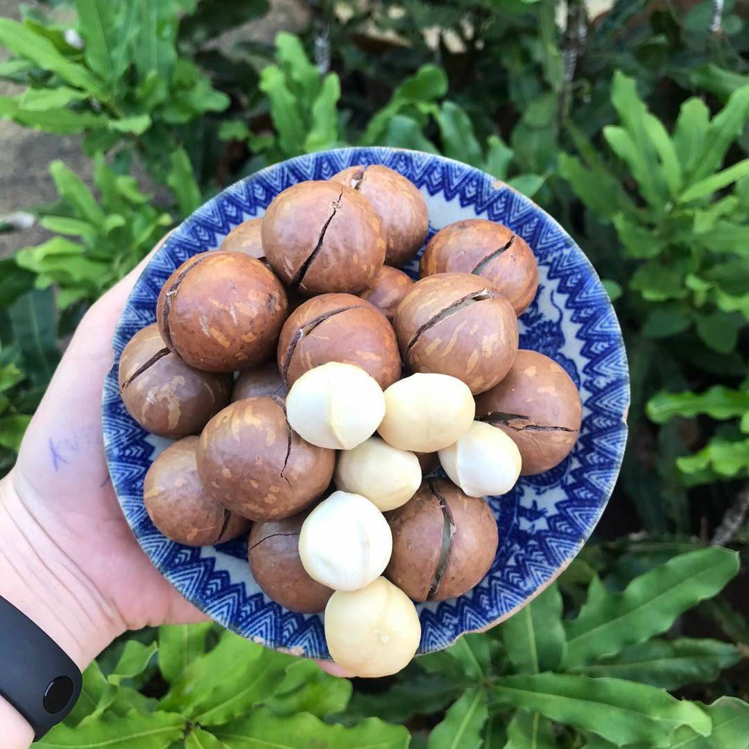 Hạt Mắc Ca Đắk Lắk: Tinh Túy Dinh Dưỡng Từ Đất Đỏ Tây Nguyên