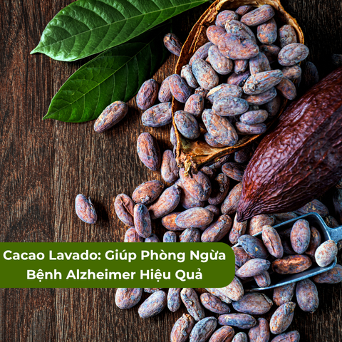 Cacao Lavado: Giải Pháp Tự Nhiên Giúp Phòng Ngừa Bệnh Alzheimer Hiệu Quả